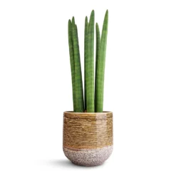 Sansevieria Cylindrica Straight - Cylindrical Snake Plant 15 Sansevieria Cylindrica Straight - Cylindrical Snake Plant -Outlet The Ever Sprout Store Sansevieria cylindrica Straight Cylindrical Snake Plant 15x50cm Issa Plant Pot Ochre 18x17cm