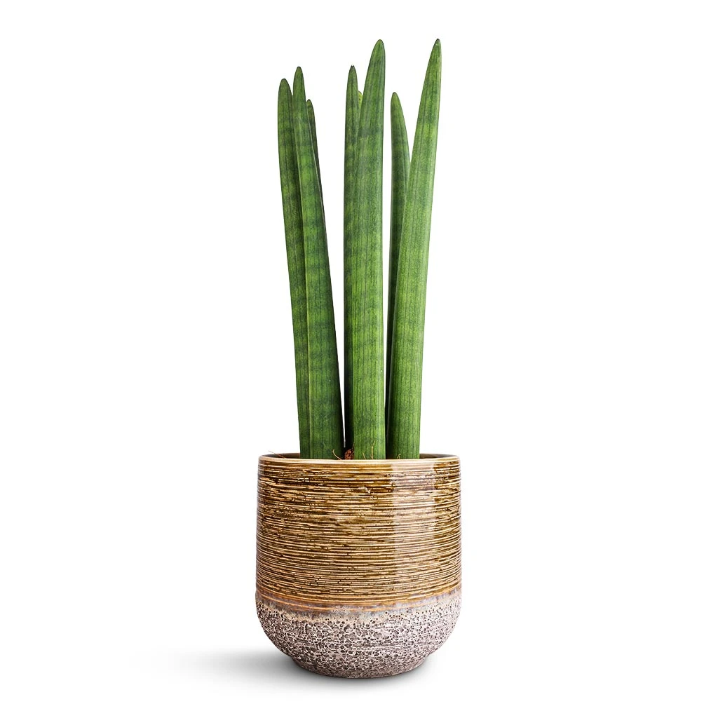 Sansevieria Cylindrica Straight - Cylindrical Snake Plant 4 Sansevieria Cylindrica Straight - Cylindrical Snake Plant - Image 4