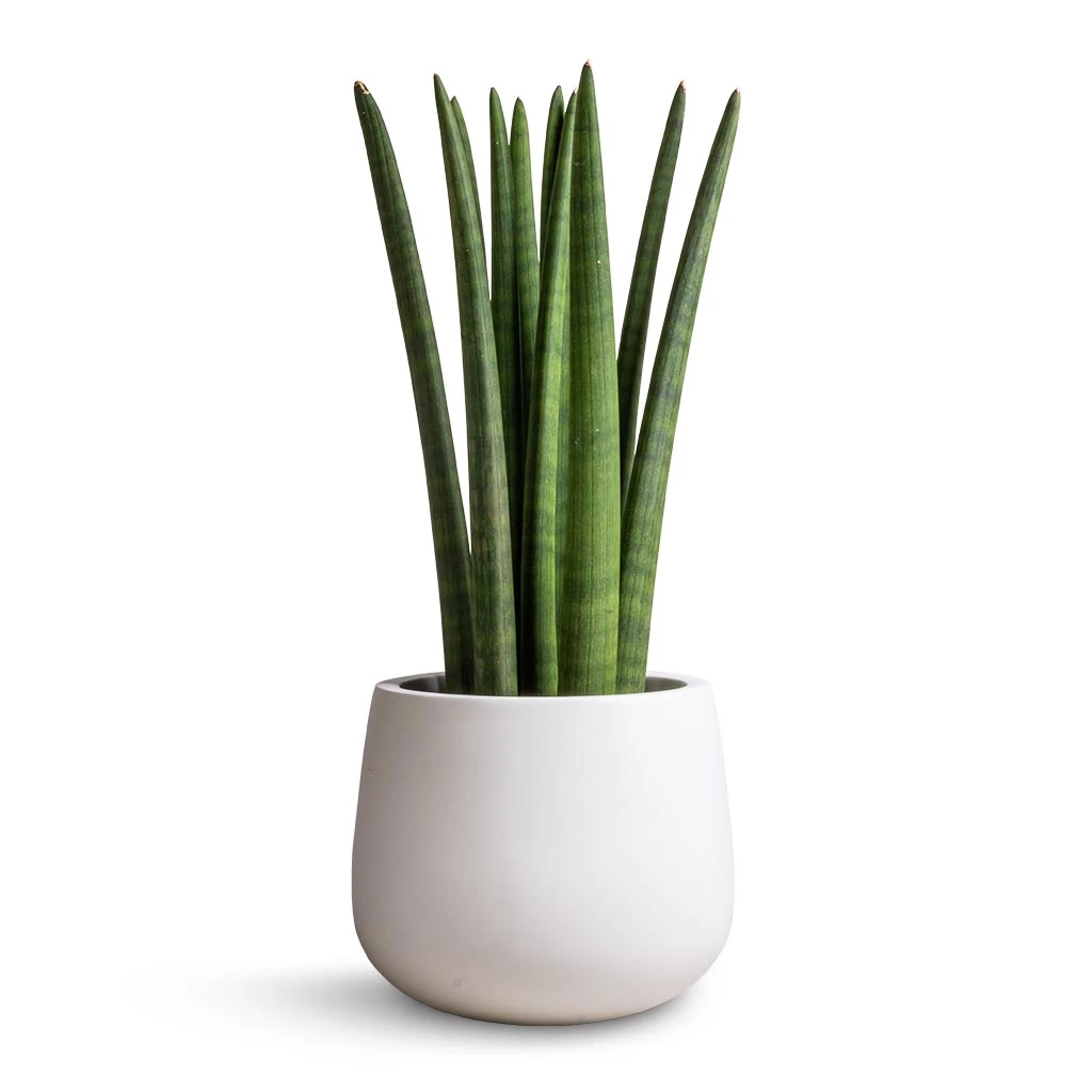 Sansevieria Cylindrica Straight - Cylindrical Snake Plant 7 Sansevieria Cylindrica Straight - Cylindrical Snake Plant - Image 7