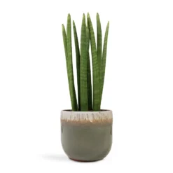 Sansevieria Cylindrica Straight - Cylindrical Snake Plant 22 Sansevieria Cylindrica Straight - Cylindrical Snake Plant -Outlet The Ever Sprout Store Sansevieria cylindrica Straight Cylindrical Snake Plant 17x60cm Tarra Plant Pot Forest 23x20cm ac02b3bd 0f2f 40f8 9bd0 79b7a1a5b2e2