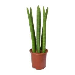 Sansevieria Cylindrica Straight - Cylindrical Snake Plant 14 Sansevieria Cylindrica Straight - Cylindrical Snake Plant -Outlet The Ever Sprout Store Sansevieria cylindrica Straight Cylindrical Snake Plant 45cm