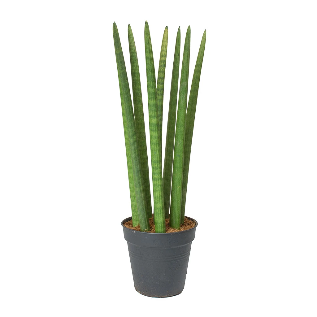 Sansevieria Cylindrica Straight - Cylindrical Snake Plant 10 Sansevieria Cylindrica Straight - Cylindrical Snake Plant - Image 10