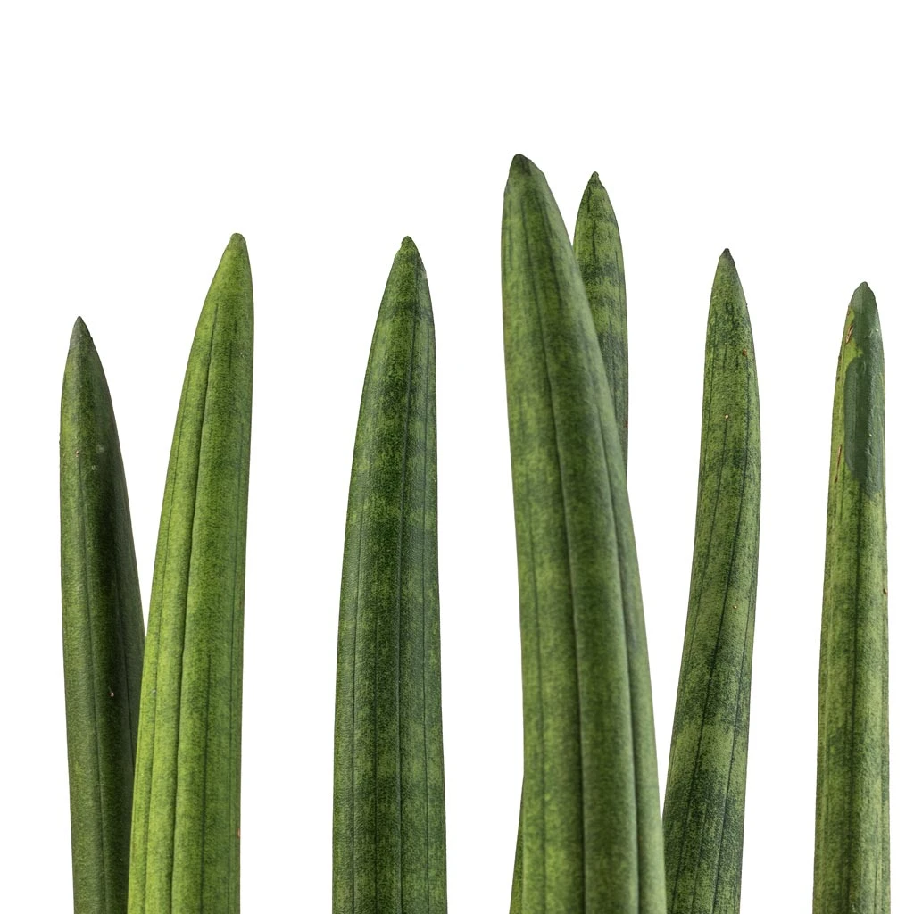 Sansevieria Cylindrica Straight - Cylindrical Snake Plant 2 Sansevieria Cylindrica Straight - Cylindrical Snake Plant - Image 2