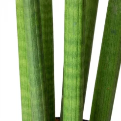 Sansevieria Cylindrica Straight - Cylindrical Snake Plant 20 Sansevieria Cylindrica Straight - Cylindrical Snake Plant -Outlet The Ever Sprout Store Sansevieria cylindrica Straight Cylindrical Snake Plant Stems