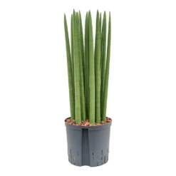 Sansevieria Cylindrica Straight - HydroCare