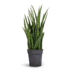 Sansevieria Kirkii - Star Sansevieria -Outlet The Ever Sprout Store Sansevieria kirki Star Sansevieria
