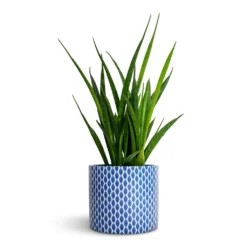 Sansevieria Kirkii - Star Sansevieria -Outlet The Ever Sprout Store Sansevieria kirkii Star Sansevieria 12x40cm Lazzaro Plant Pot Navy Garland 15x13cm fc570d02 9732 4868 a8d4 6f84751a545c