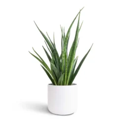 Sansevieria Kirkii - Star Sansevieria -Outlet The Ever Sprout Store Sansevieria kirkii Star Sansevieria 12x40cm Lisbon Plant Pot White 13x13cm