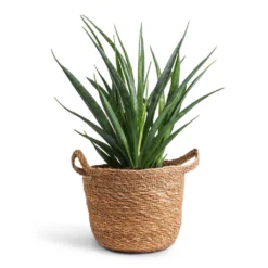 Sansevieria Kirkii - Star Sansevieria -Outlet The Ever Sprout Store Sansevieria kirkii Star Sansevieria 12x40cm Nelis Plant Basket Natural 16x16cm