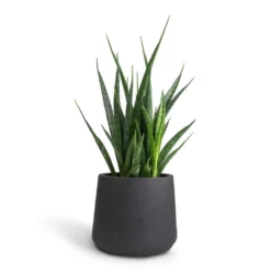 Sansevieria Kirkii - Star Sansevieria -Outlet The Ever Sprout Store Sansevieria kirkii Star Sansevieria 12x40cm Patt Plant Pot Black Washed 17x14cm