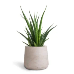 Sansevieria Kirkii - Star Sansevieria -Outlet The Ever Sprout Store Sansevieria kirkii Star Sansevieria 12x40cm Patt Plant Pot Grey Washed 17x14cm