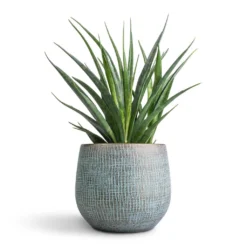 Sansevieria Kirkii - Star Sansevieria -Outlet The Ever Sprout Store Sansevieria kirkii Star Sansevieria 12x40cm Ryan Plant Pot Blue Gold 18x16cm