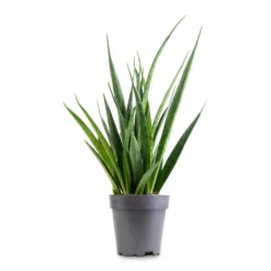 Sansevieria Kirkii - Star Sansevieria -Outlet The Ever Sprout Store Sansevieria kirkii Star Sansevieria 12x40cm 9e5912c2 2f76 4635 bd61 0503655eb881