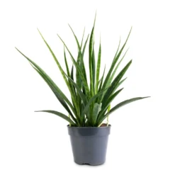 Sansevieria Kirkii - Star Sansevieria -Outlet The Ever Sprout Store Sansevieria kirkii Star Sansevieria 15x50cm