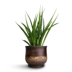 Aico Plant Pot - Shiny Brown -Outlet The Ever Sprout Store Sansevieria kirkii Star Sansevieria 15x50cm Aico Plant Pot Shiny Brown 18x16cm b1b3734d 7905 4f0f b41e b6d4442fdd0f