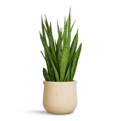 Aurora Terrazzo Handle Plant Pot - Oat 8 Aurora Terrazzo Handle Plant Pot - Oat -Outlet The Ever Sprout Store Sansevieria kirkii Star Sansevieria 15x50cm Aurora Terrazzo Handle Plant Pot Oat 19x17cm