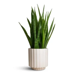 Sansevieria Kirkii - Star Sansevieria -Outlet The Ever Sprout Store Sansevieria kirkii Star Sansevieria 15x50cm Bourton Scalloped Plant Pot Ivory 18x18cm 4c269532 391a 4ddc 81ba 51f9b5abfa1a