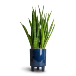Sansevieria Kirkii - Star Sansevieria -Outlet The Ever Sprout Store Sansevieria kirkii Star Sansevieria 15x50cm Pisa Plant Pot Navy 16x19cm 53ca1365 95d0 41e8 aa9e b17140d52fac
