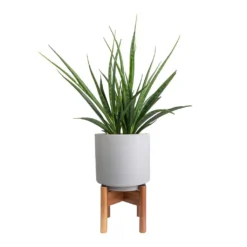 Sansevieria Kirkii - Star Sansevieria -Outlet The Ever Sprout Store Sansevieria kirkii Star Sansevieria 15x50cm Vigo Plant Pot with Wooden Stand Concrete Grey 19x29cm