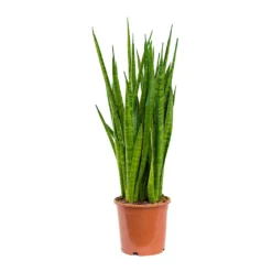 Sansevieria Kirkii - Star Sansevieria -Outlet The Ever Sprout Store Sansevieria kirkii Star Sansevieria 17x75cm