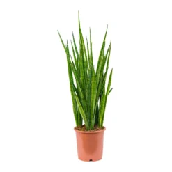 Sansevieria Kirkii - Star Sansevieria -Outlet The Ever Sprout Store Sansevieria kirkii Star Sansevieria 21x85cm