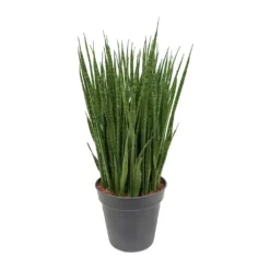 Sansevieria Kirkii - Star Sansevieria -Outlet The Ever Sprout Store Sansevieria kirkii Star Sansevieria 30x110cm