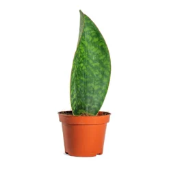 Sansevieria Masoniana Victoria - Shark Fin Snake Plant -Outlet The Ever Sprout Store Sansevieria masoniana Victoria Shark Fin