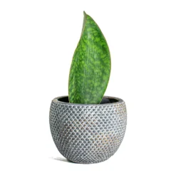 Sansevieria Masoniana Victoria - Shark Fin Snake Plant -Outlet The Ever Sprout Store Sansevieria masoniana Victoria Shark Fin Fay Plant Pot Blue Gold
