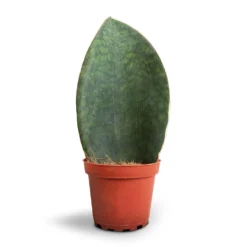 Sansevieria Masoniana Victoria - Shark Fin Snake Plant -Outlet The Ever Sprout Store Sansevieria masoniana Victoria Shark Fin Snake Plant 10x30cm
