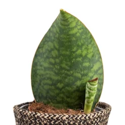 Sansevieria Masoniana Victoria - Shark Fin Snake Plant -Outlet The Ever Sprout Store Sansevieria masoniana Victoria Shark Fin Snake Plant 10x30cm Behind Selin Plant Basket Black Weave 15x12cm a5f8380b f94b 4370 a2b8 25952b2fd065