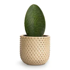 Sansevieria Masoniana Victoria - Shark Fin Snake Plant -Outlet The Ever Sprout Store Sansevieria masoniana Victoria Shark Fin Snake Plant 10x30cm Bolino Plant Pot Mint 15x13cm