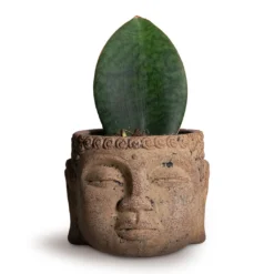 Sansevieria Masoniana Victoria - Shark Fin Snake Plant -Outlet The Ever Sprout Store Sansevieria masoniana Victoria Shark Fin Snake Plant 10x30cm Buddha Plant Pot Camel 17x13cm 5e07bba2 5da9 48ce 9568 8a9bb3cfd6c8