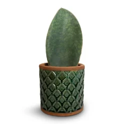 Sansevieria Masoniana Victoria - Shark Fin Snake Plant -Outlet The Ever Sprout Store Sansevieria masoniana Victoria Shark Fin Snake Plant 10x30cm Liam Plant Pot Turquoise 14x14cm