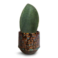 Sansevieria Masoniana Victoria - Shark Fin Snake Plant -Outlet The Ever Sprout Store Sansevieria masoniana Victoria Shark Fin Snake Plant 10x30cm Noud Plant Pot Marrakesh 14x13cm