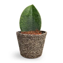 Sansevieria Masoniana Victoria - Shark Fin Snake Plant -Outlet The Ever Sprout Store Sansevieria masoniana Victoria Shark Fin Snake Plant 10x30cm Selin Plant Basket Black Weave 15x12cm 868ed301 5f53 403c bda6 69cf4f56b641