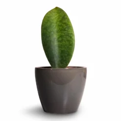 Sansevieria Masoniana Victoria - Shark Fin Snake Plant -Outlet The Ever Sprout Store Sansevieria masoniana Victoria Shark Fin Snake Plant 10x30cm Sven Plant Pot Smoke 13x11cm 4945c3c7 5ce4 47cf beb9 827fd06eb49b