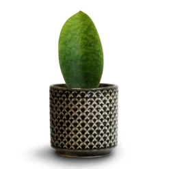 Sansevieria Masoniana Victoria - Shark Fin Snake Plant -Outlet The Ever Sprout Store Sansevieria masoniana Victoria Shark Fin Snake Plant 10x30cm Thies Plant Pot Anthracite 13x13cm 52e5ea93 bb8b 4158 b0ac fe7475c00709
