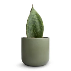 Sansevieria Masoniana Victoria - Shark Fin Snake Plant -Outlet The Ever Sprout Store Sansevieria masoniana Victoria Shark Fin Snake Plant 10x30cmLisbon Plant Pot Sage 13x13cm 2 fbeb66c1 16b9 4476 8c8b 0d68632f13e5