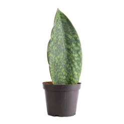Sansevieria Masoniana Victoria - Shark Fin Snake Plant -Outlet The Ever Sprout Store Sansevieria masoniana Victoria Shark Fin Snake Plant 12x40cm