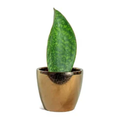Sansevieria Masoniana Victoria - Shark Fin Snake Plant -Outlet The Ever Sprout Store Sansevieria masoniana Victoria Shark Fin Sven Plant Pot Gold