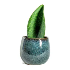 Sansevieria Masoniana Victoria - Shark Fin Snake Plant -Outlet The Ever Sprout Store Sansevieria masoniana Victoria Shark Fin odile petrol plant pot