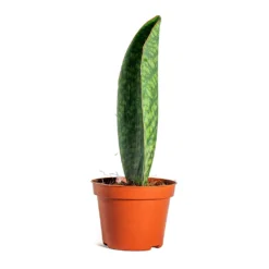 Sansevieria Masoniana Victoria - Shark Fin Snake Plant -Outlet The Ever Sprout Store Sansevieria masoniana Victoria Shark Fin side