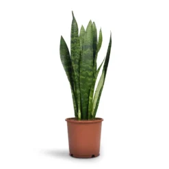 Sansevieria Trifasciata Black Coral - Snake Plant -Outlet The Ever Sprout Store Sansevieria trifasciata Black Coral Snake Plant 14x50cm