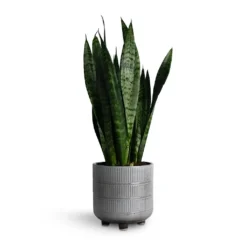 Sansevieria Trifasciata Black Coral - Snake Plant -Outlet The Ever Sprout Store Sansevieria trifasciata Black Coral Snake Plant 14x50cm Denise Plant Pot Of White 17x17cm