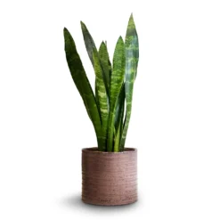 Sansevieria Trifasciata Black Coral - Snake Plant -Outlet The Ever Sprout Store Sansevieria trifasciata Black Coral Snake Plant 14x50cm Hera Plant Pot Purple 17x16cm 10ca32f1 c19f 4904 85a3 df93cb3ff083
