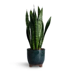 Sansevieria Trifasciata Black Coral - Snake Plant -Outlet The Ever Sprout Store Sansevieria trifasciata Black Coral Snake Plant 14x50cm Kaat Plant Pot Petrol 16x16cm