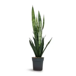 Sansevieria Trifasciata Black Coral - Snake Plant -Outlet The Ever Sprout Store Sansevieria trifasciata Black Coral Snake Plant 15x45cm