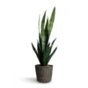 Sansevieria Trifasciata Black Coral - Snake Plant
