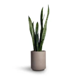 Sansevieria Trifasciata Black Coral - Snake Plant -Outlet The Ever Sprout Store Sansevieria trifasciata Black Coral Snake Plant 15x45cm Suzi Plant Pot Grey Washed 18x21 1