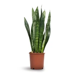 Sansevieria Trifasciata Black Coral - Snake Plant -Outlet The Ever Sprout Store Sansevieria trifasciata Black Coral Snake Plant 17x60cm